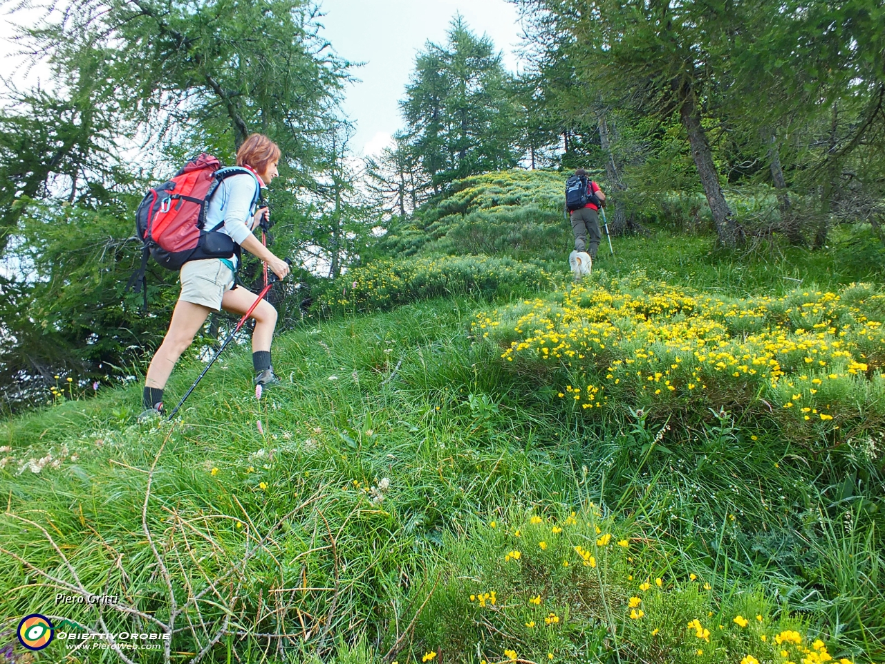 44 seguenfo la traccia tra ginestre....JPG